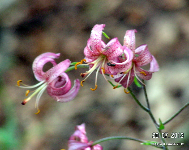 Lilium martagon