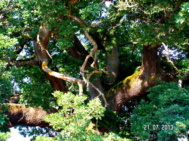 La quercia delle checche