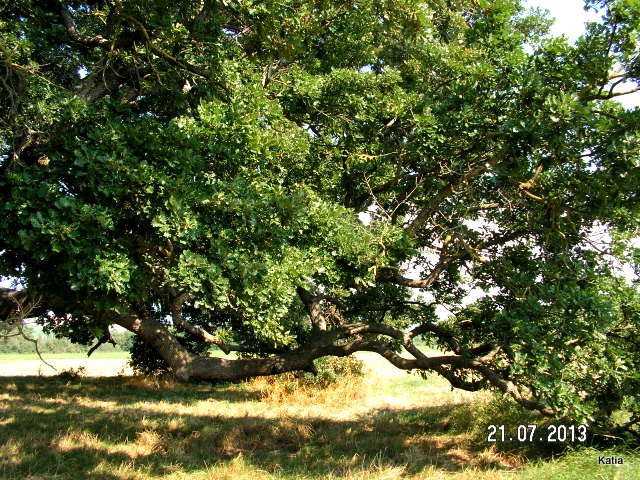 La quercia delle checche