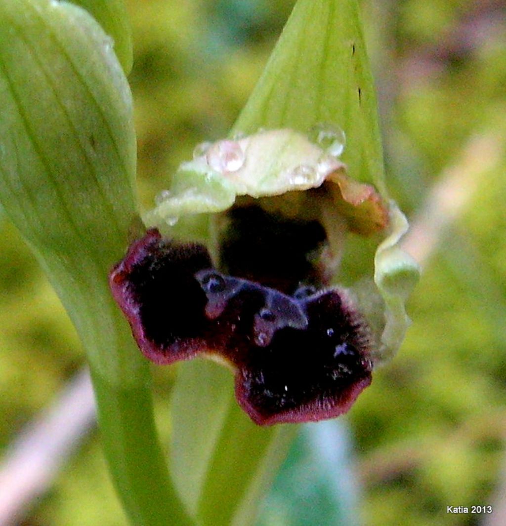 O.sphegodes