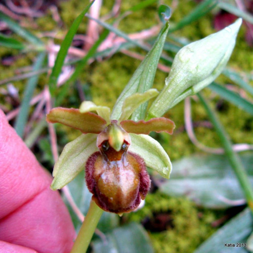 O.sphegodes