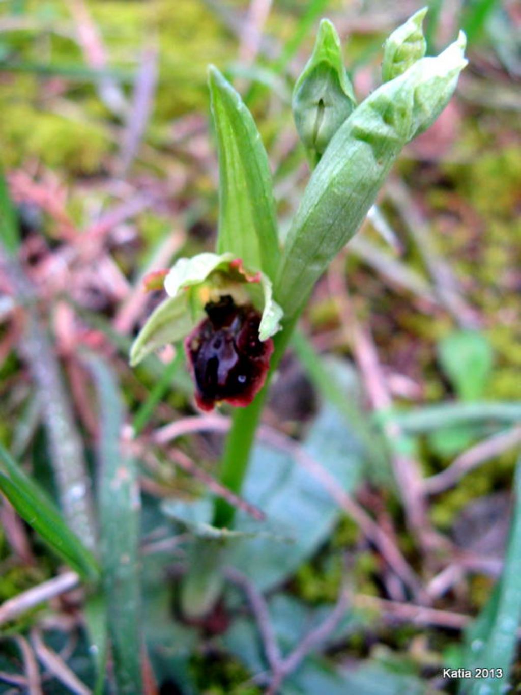 O.sphegodes