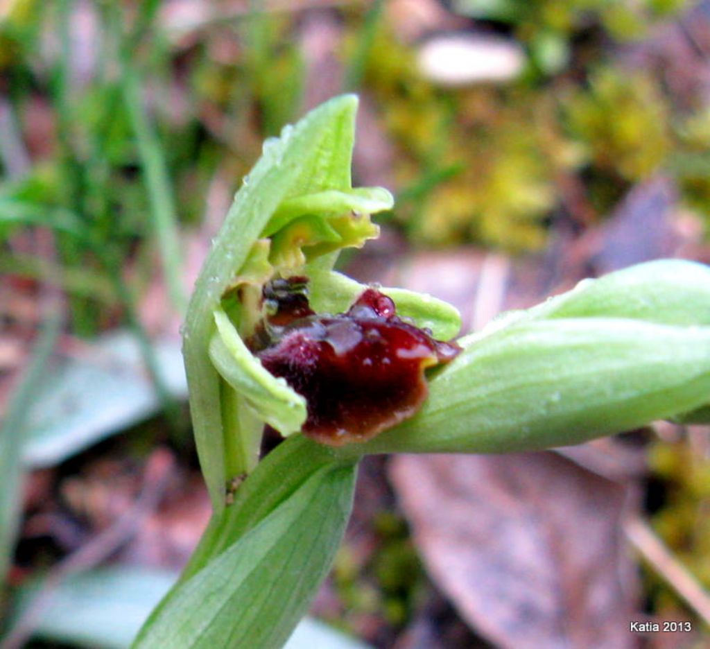 O.sphegodes