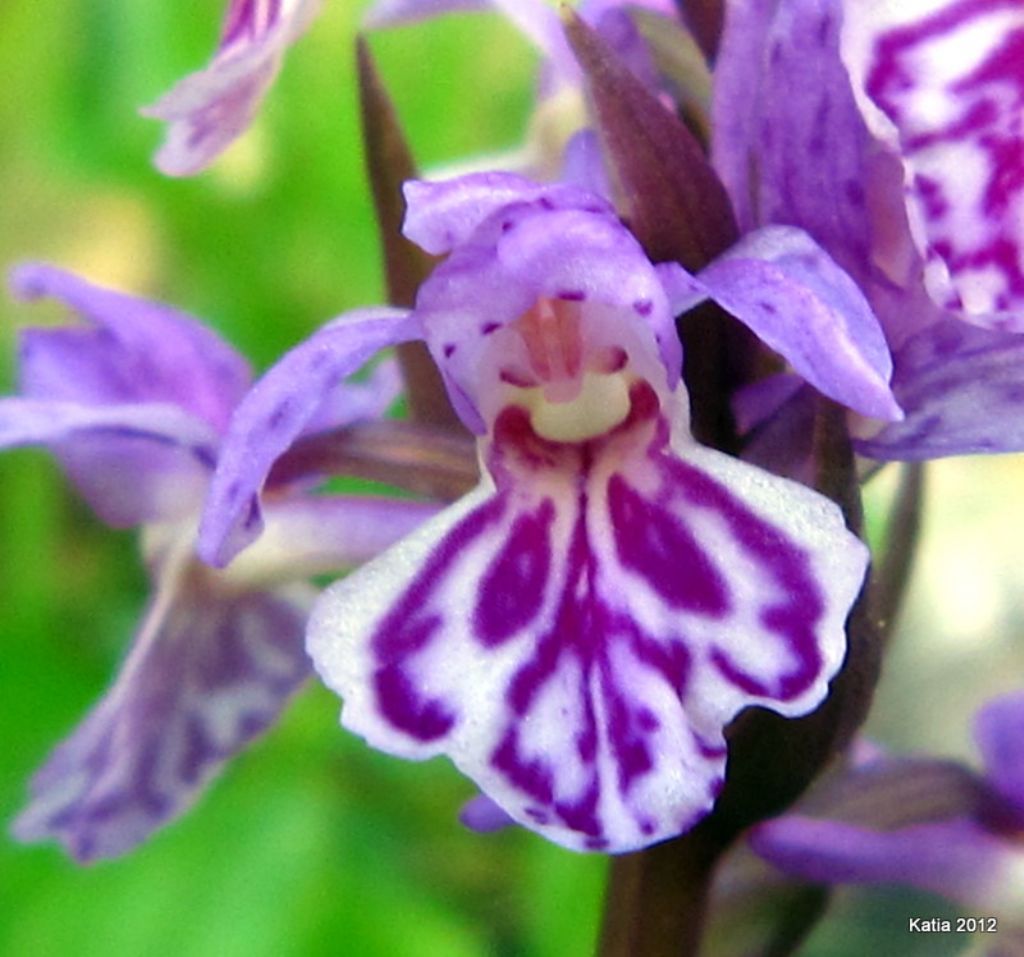 Dactyloriza maculata da confermare