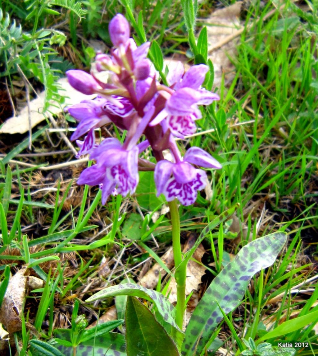 Dactyloriza maculata da confermare