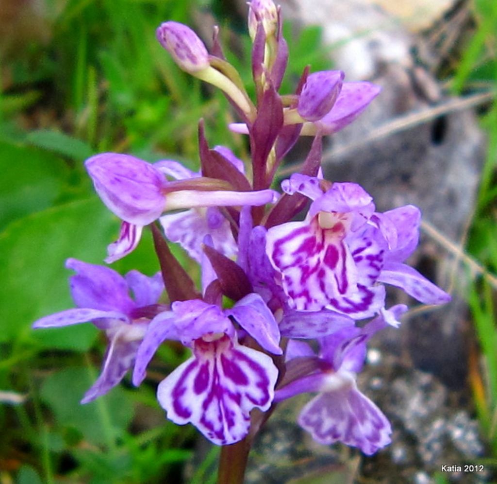 Dactyloriza maculata da confermare