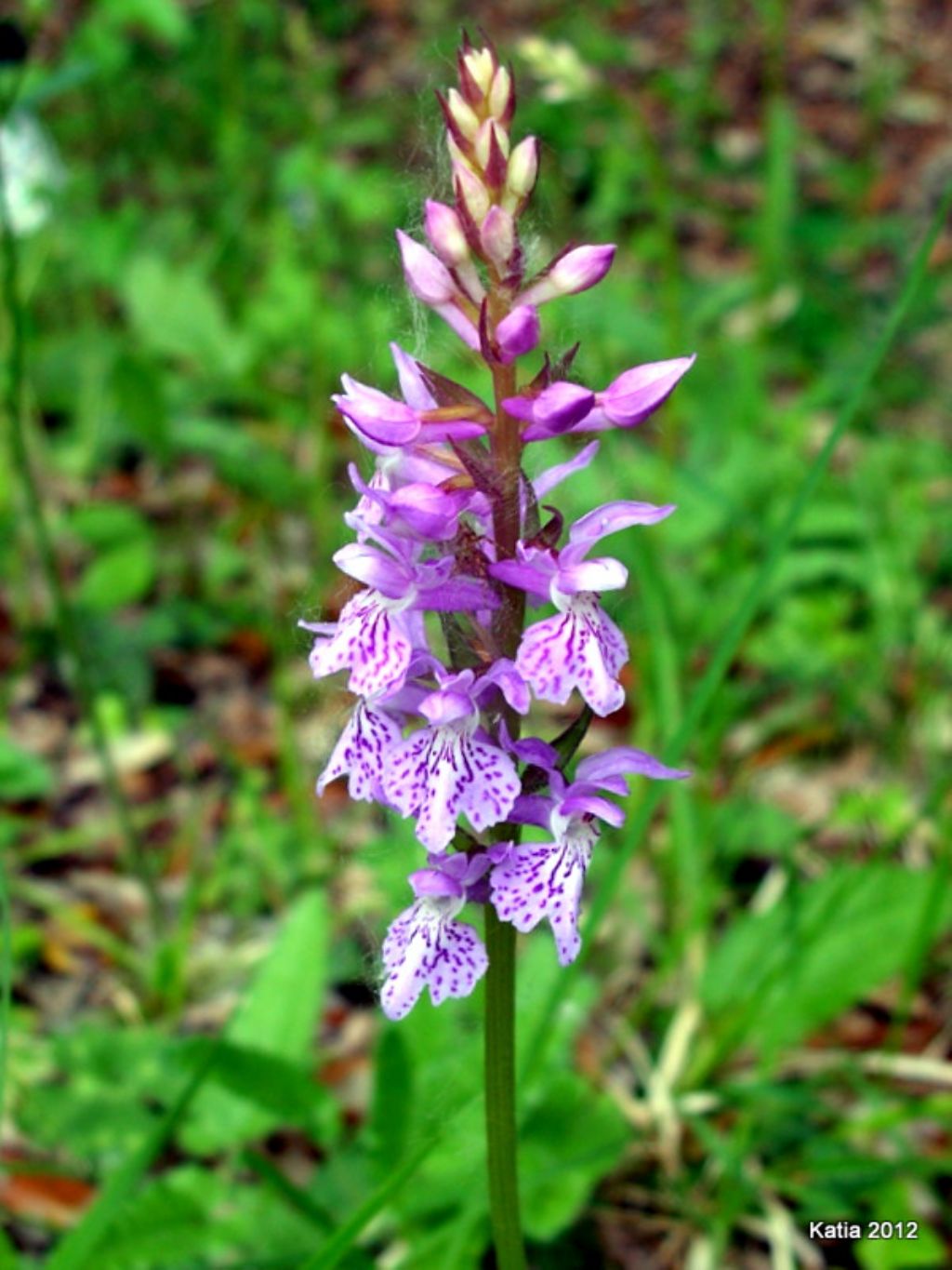 Questa  la D. saccifera?