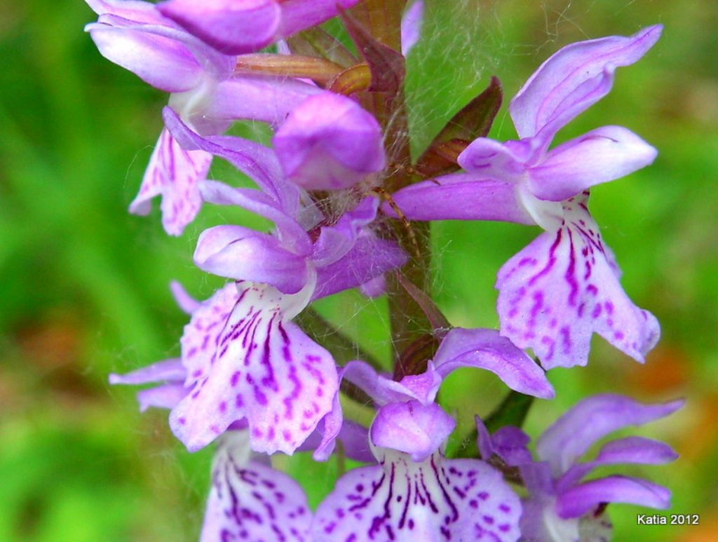 Questa  la D. saccifera?