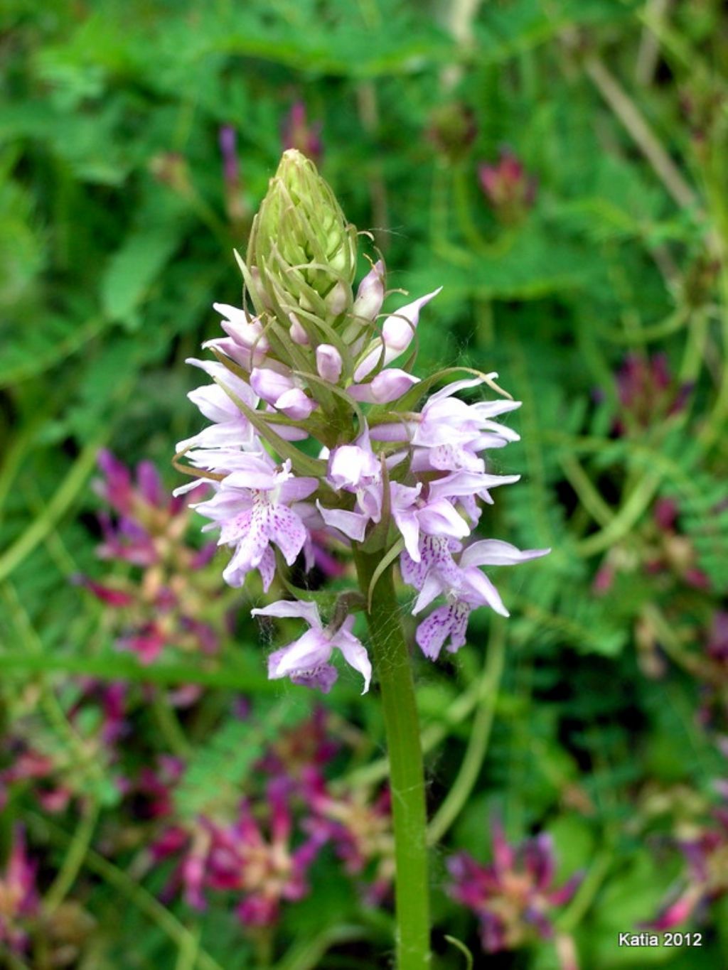 Questa  la D. saccifera?