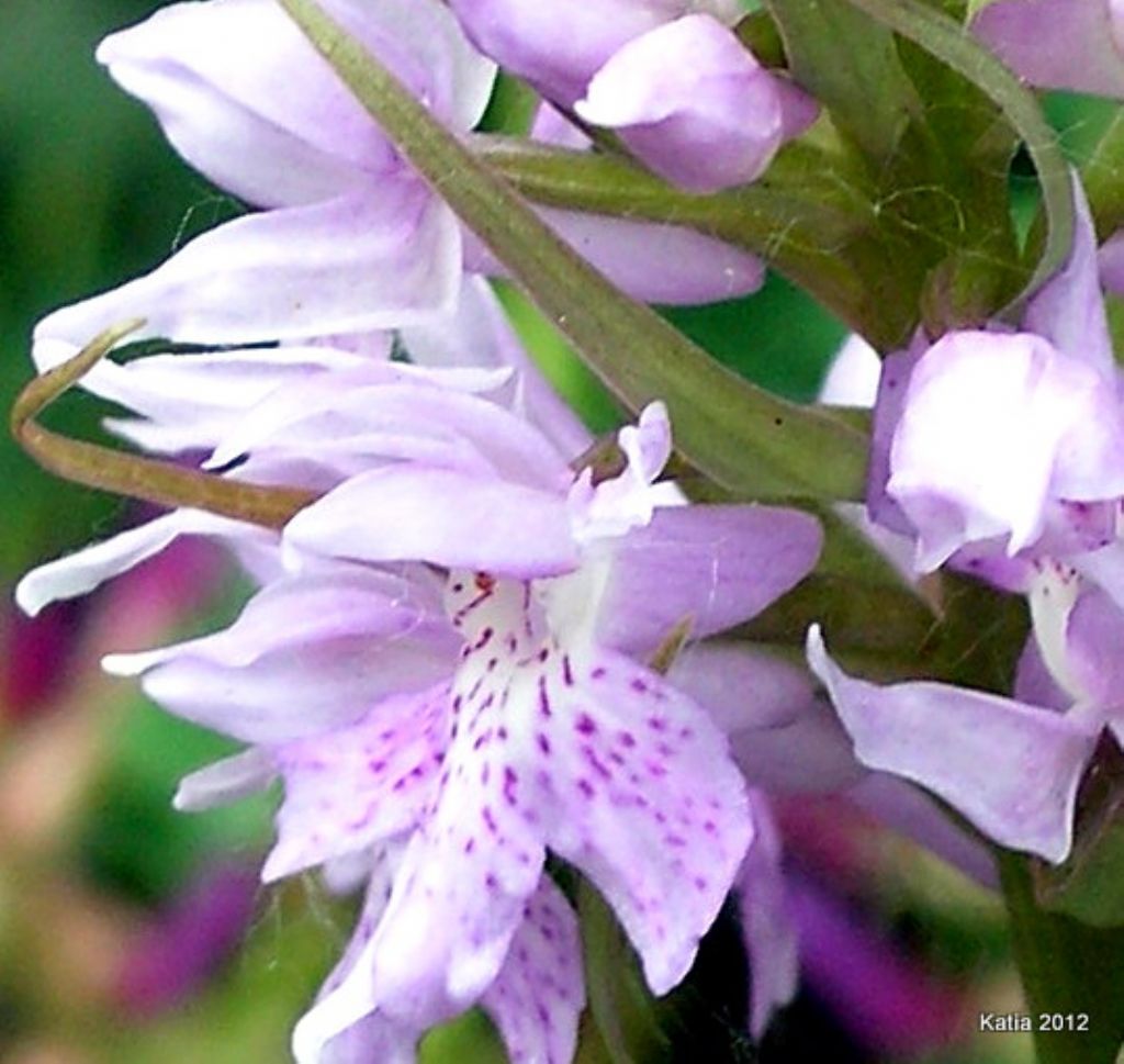 Questa  la D. saccifera?