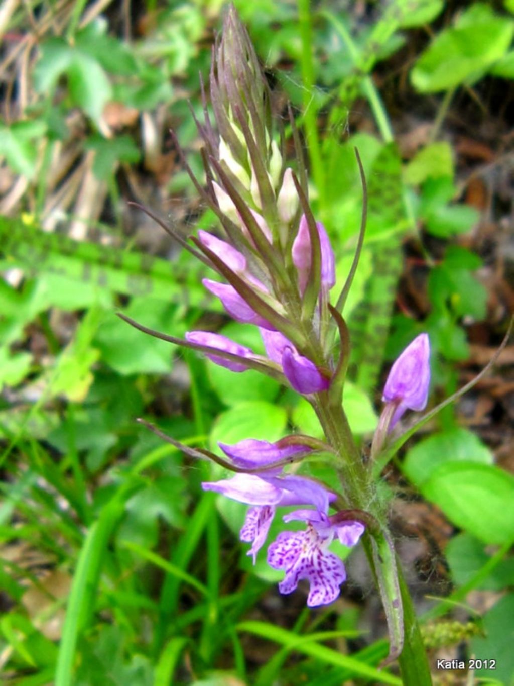 Questa  la D. saccifera?