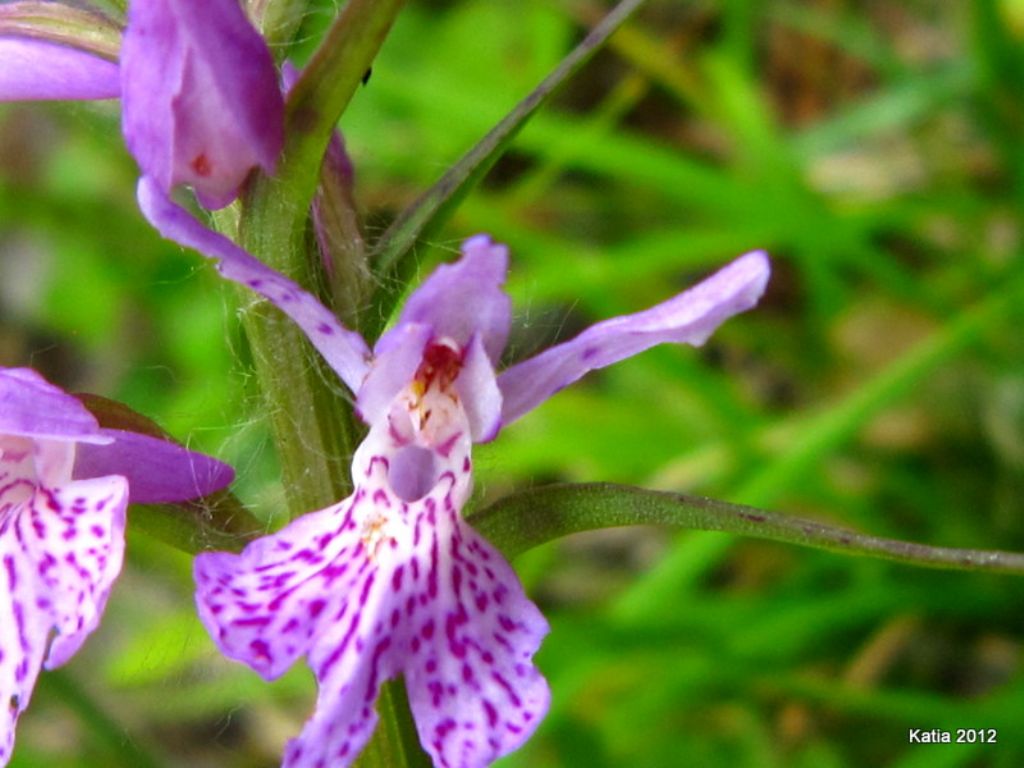 Questa  la D. saccifera?