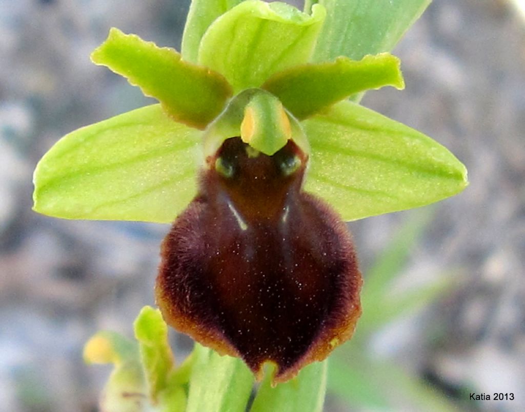 ID Ophrys