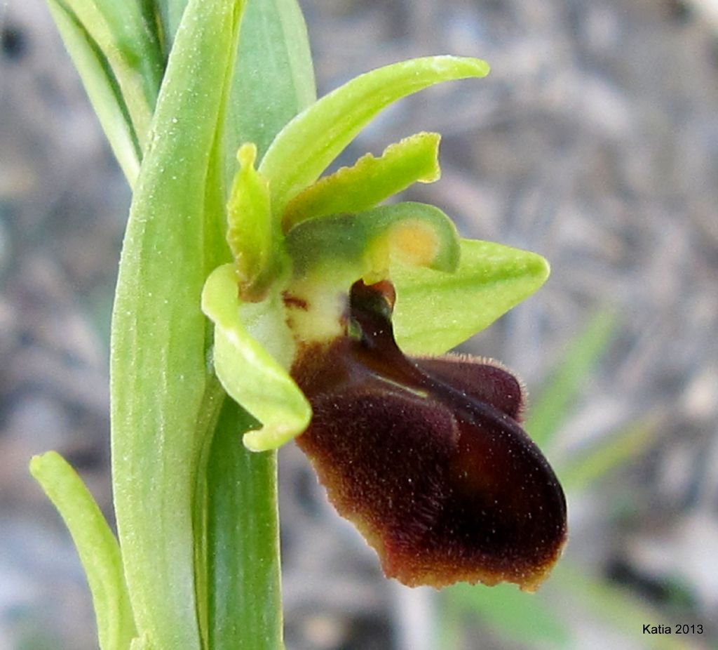 ID Ophrys