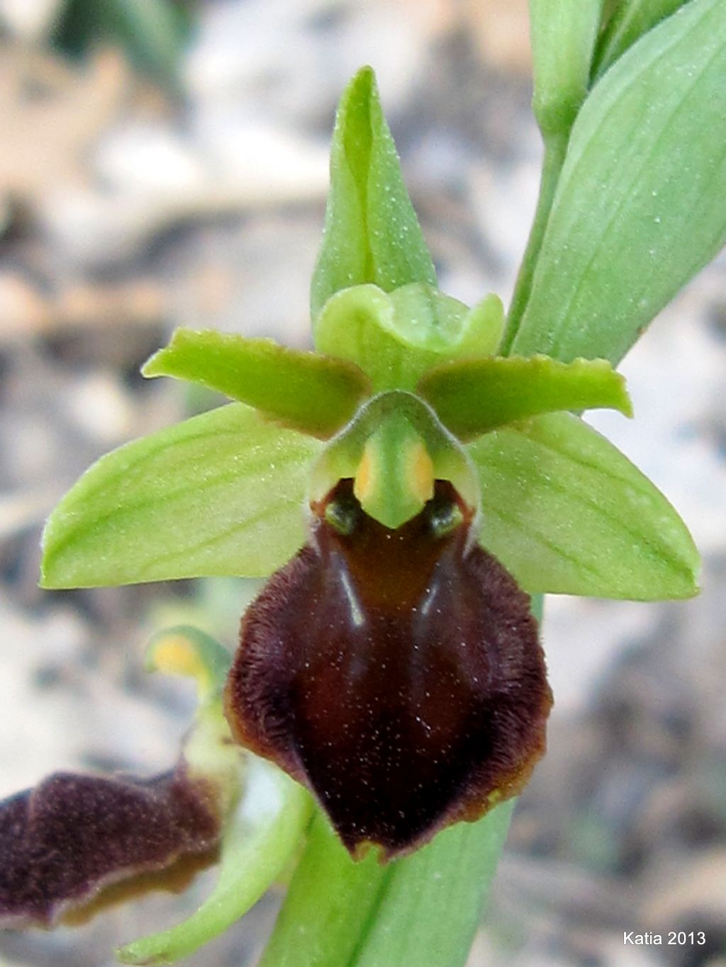 ID Ophrys