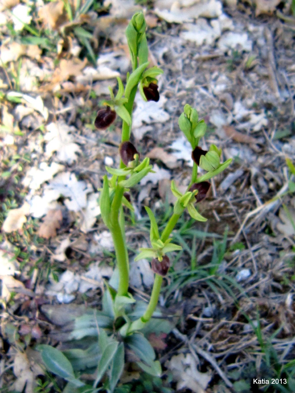 ID Ophrys