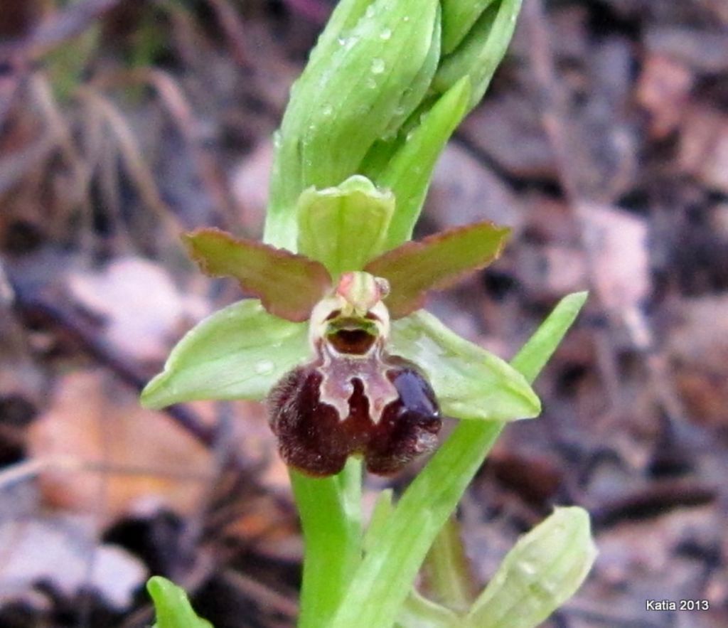 Ophrys ....