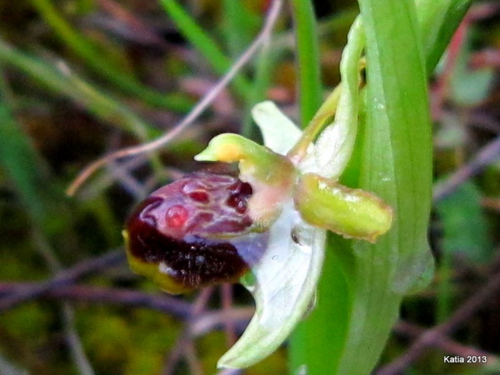 Ophrys ....