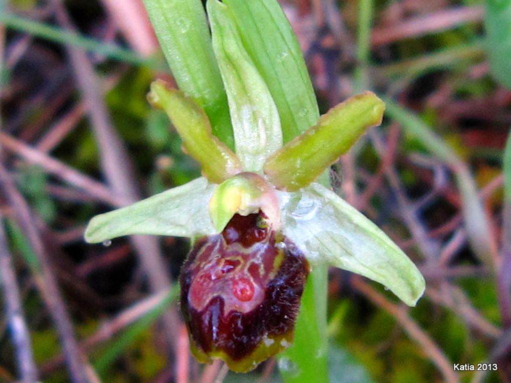 Ophrys ....