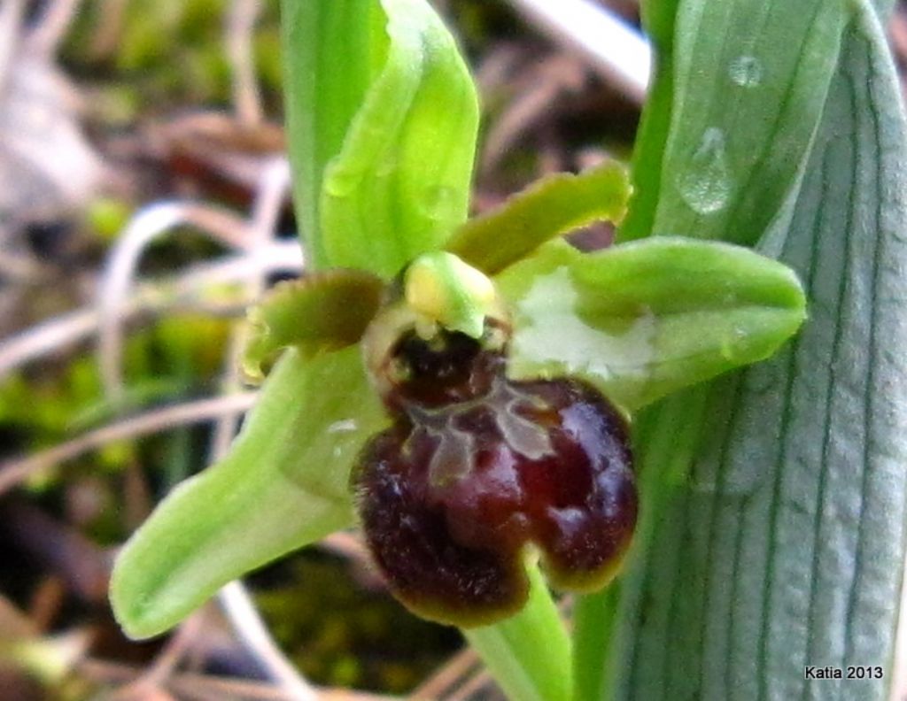 Ophrys ....