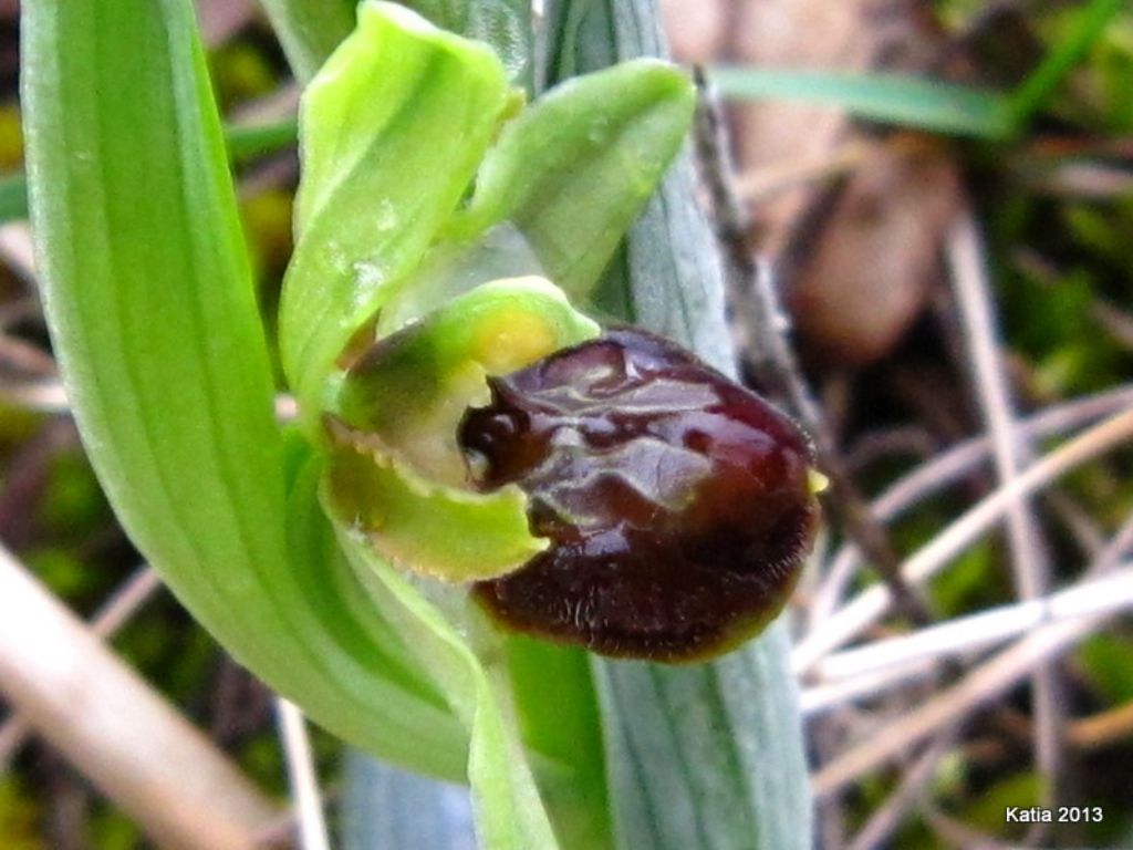 Ophrys ....