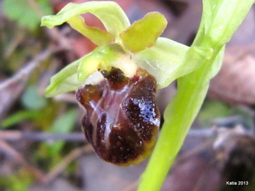 Ophrys ....