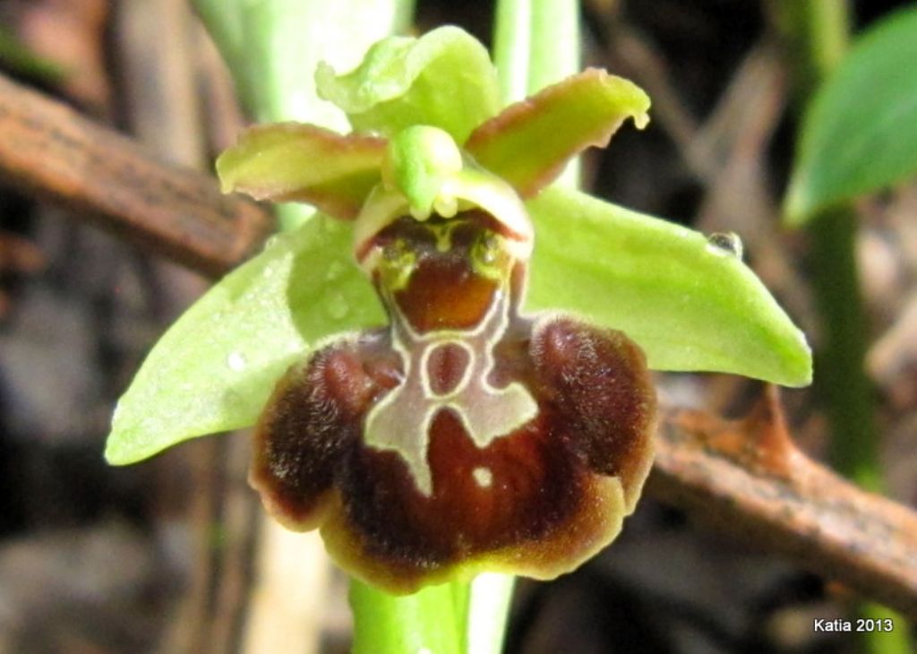 Ophrys ....