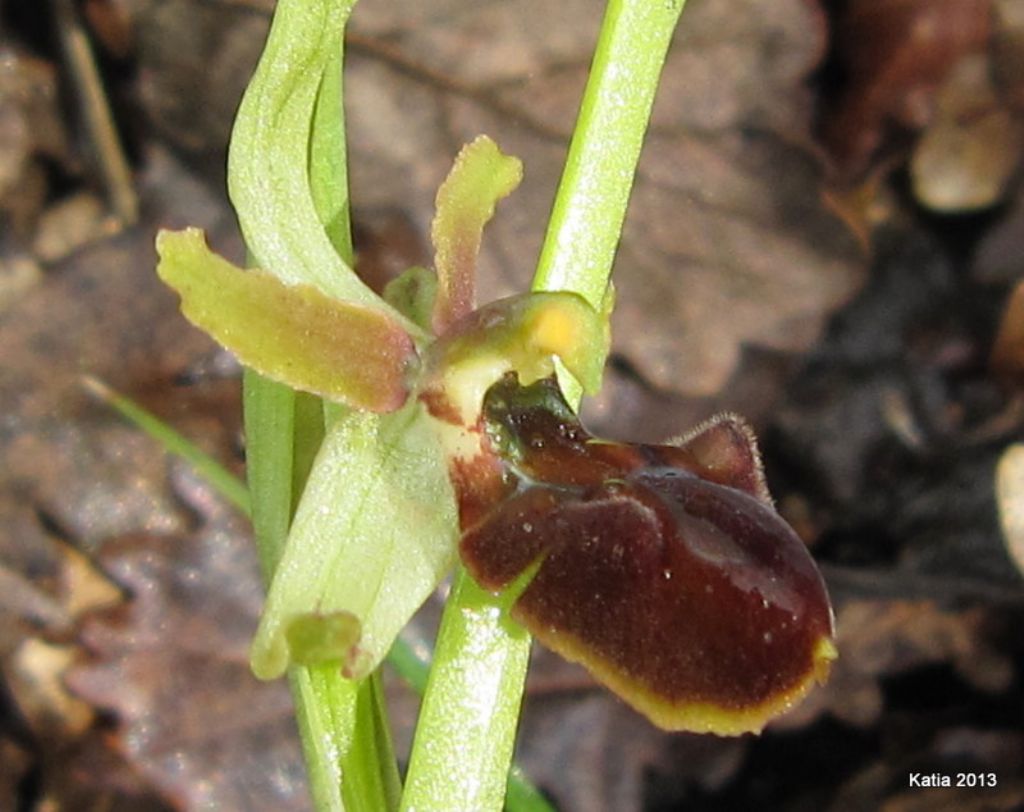 Ophrys ....