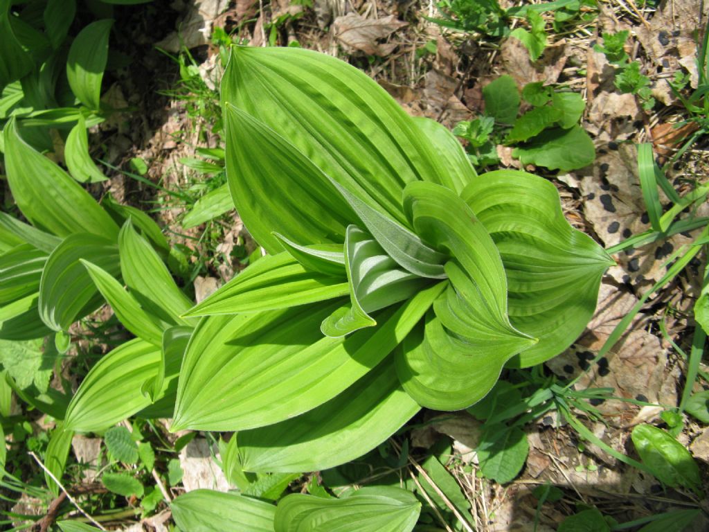 Cypripedium....No! Veratrum album