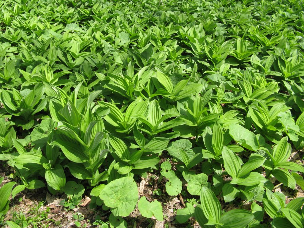 Cypripedium....No! Veratrum album