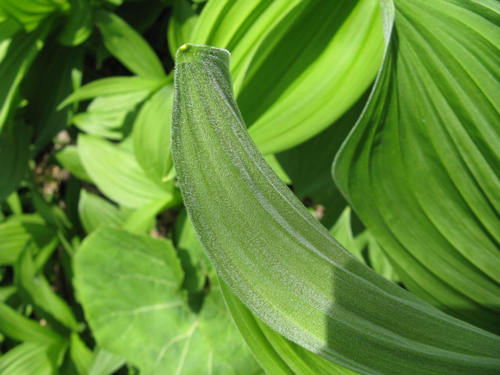 Cypripedium....No! Veratrum album