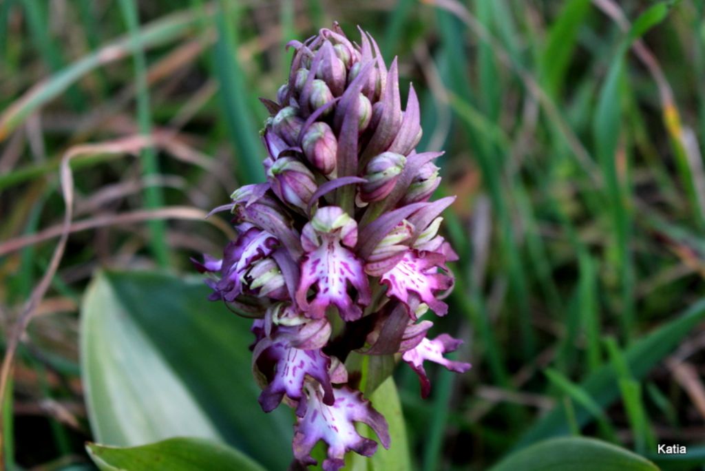 Anticipi di primavera