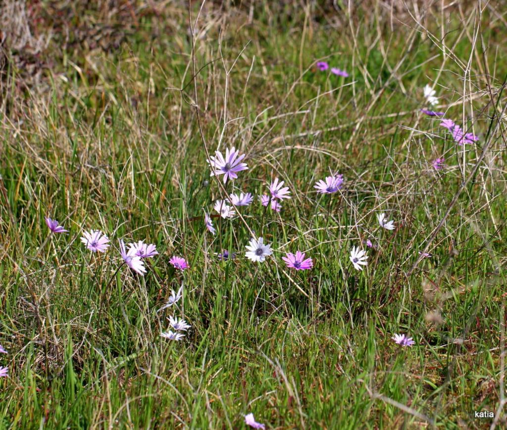 Anemone hortensis bianca