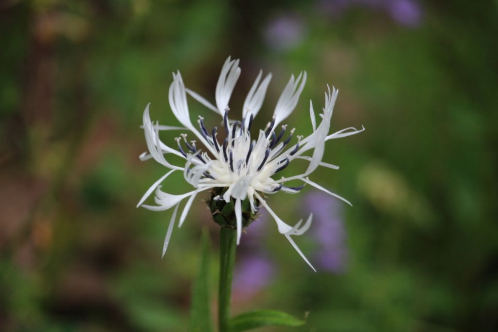 Cyanus montanus   (var.alba)