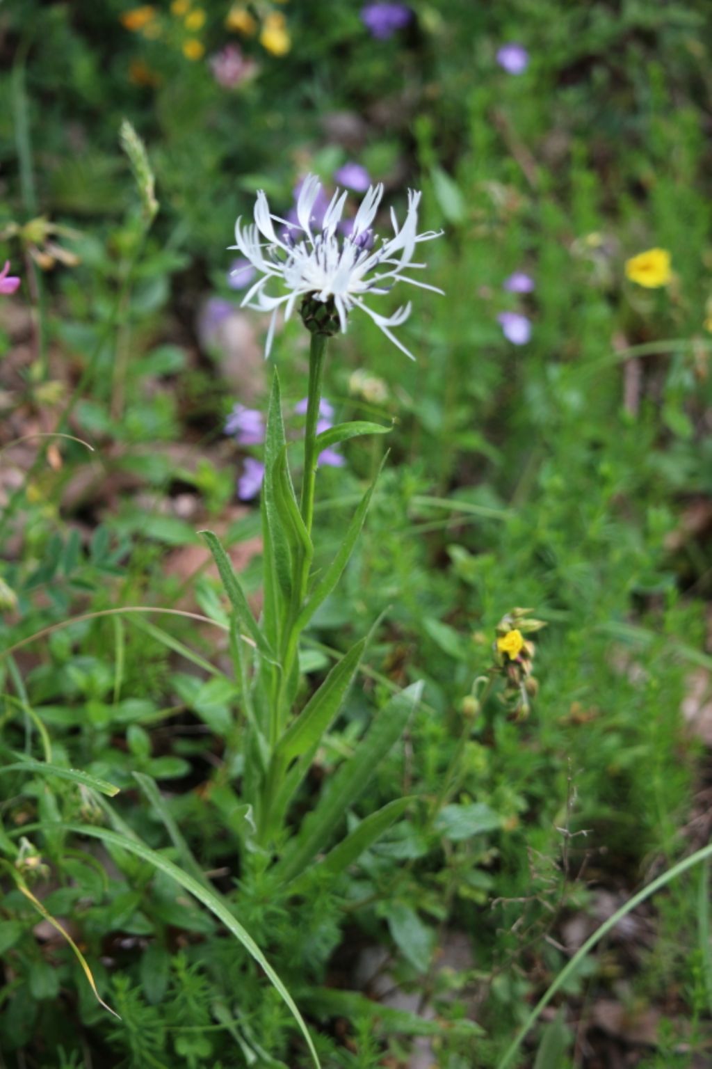 Cyanus montanus   (var.alba)