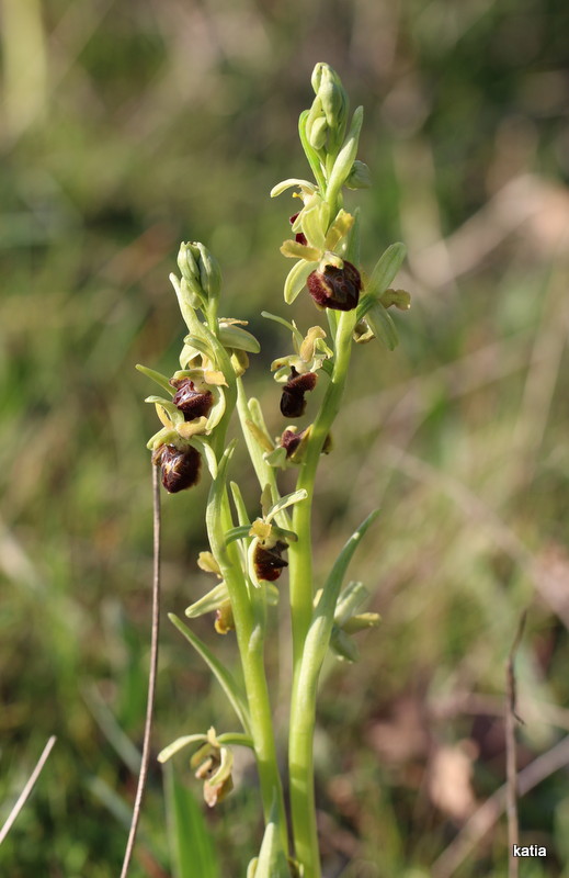 Ophrys sphegodes