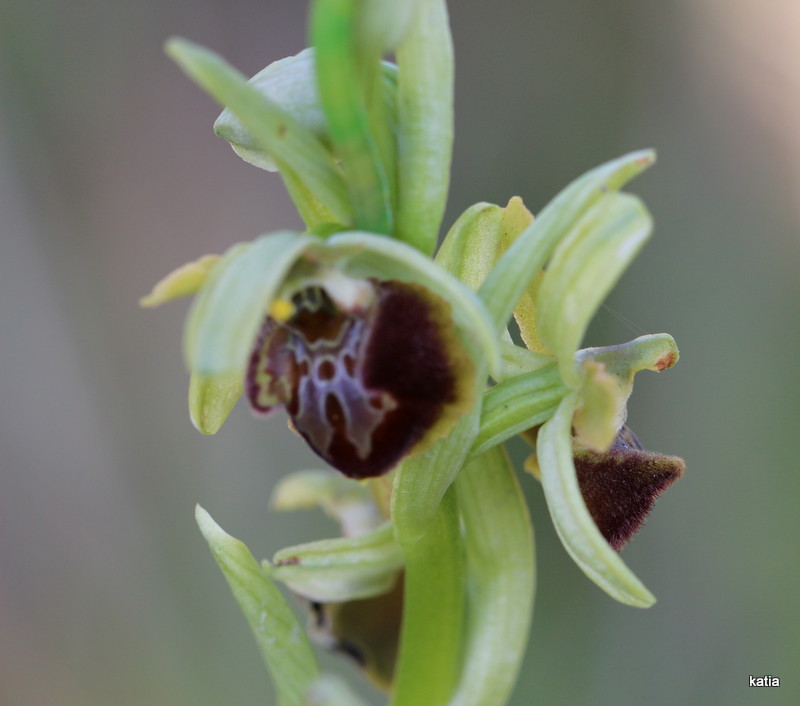 Ophrys sphegodes