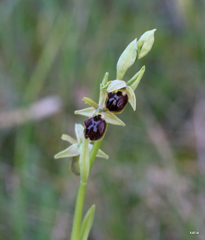 Ophrys sphegodes