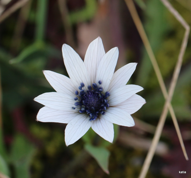 Anemone hortensis bianca