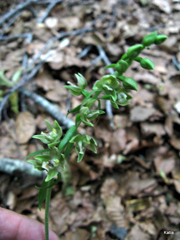 Epipactis 1 da identificare