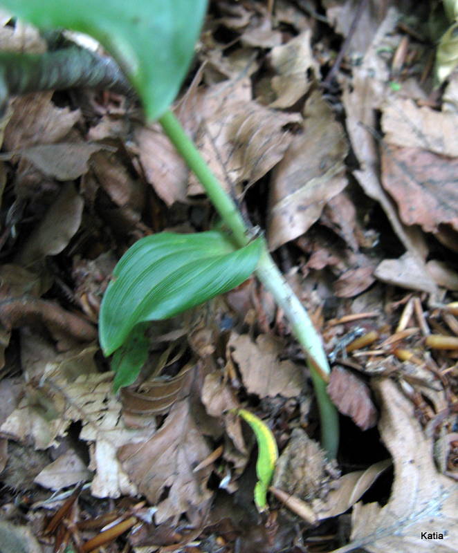 Epipactis 1 da identificare