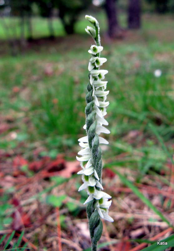 Spiranthes spiralis