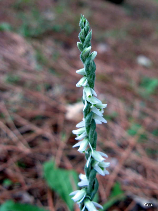 Spiranthes spiralis