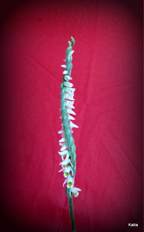 Spiranthes spiralis