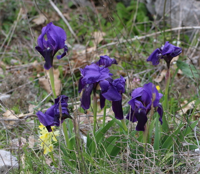 Iris lutescens