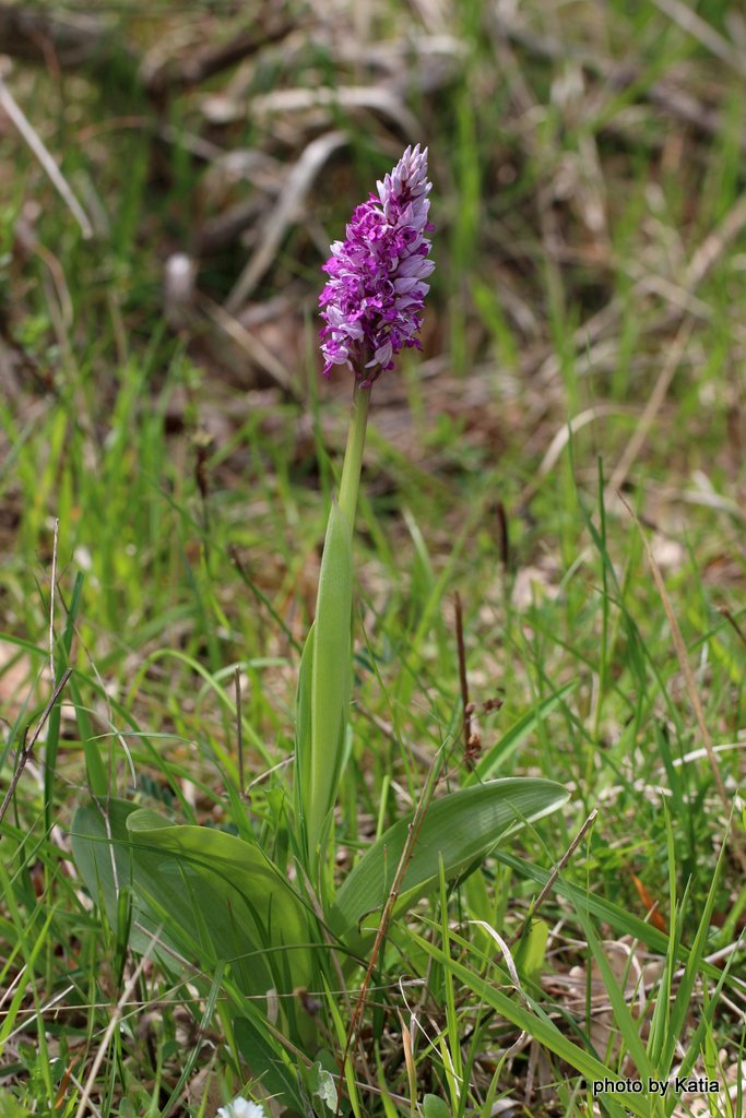 Orchis militaris