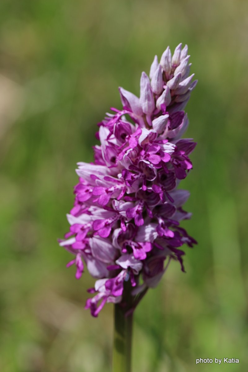 Orchis militaris