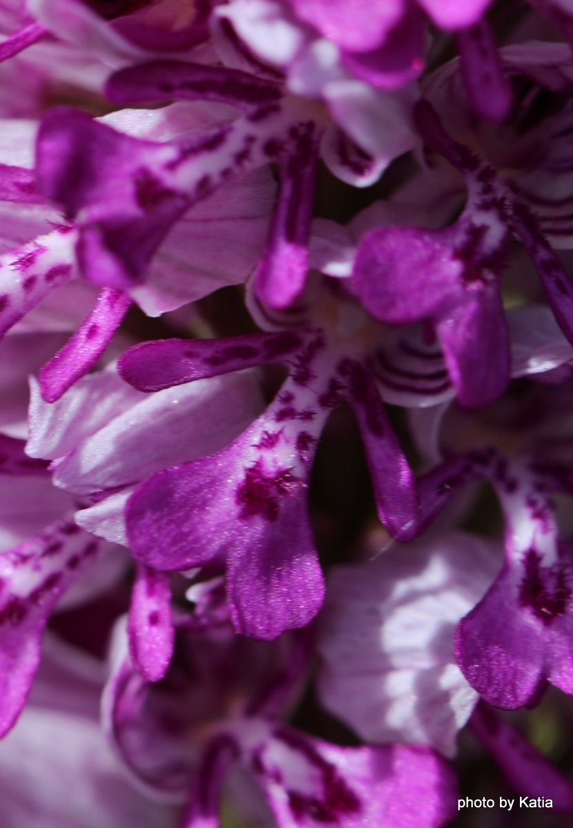 Orchis militaris