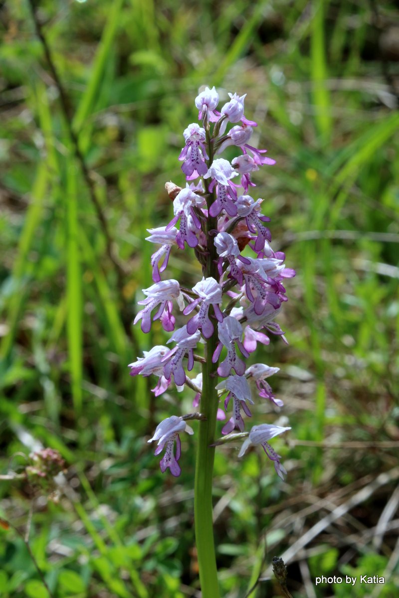 Orchis militaris