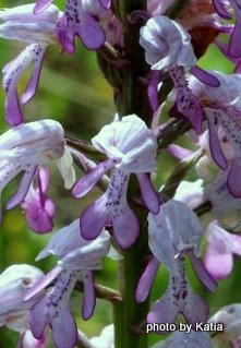 Orchis militaris